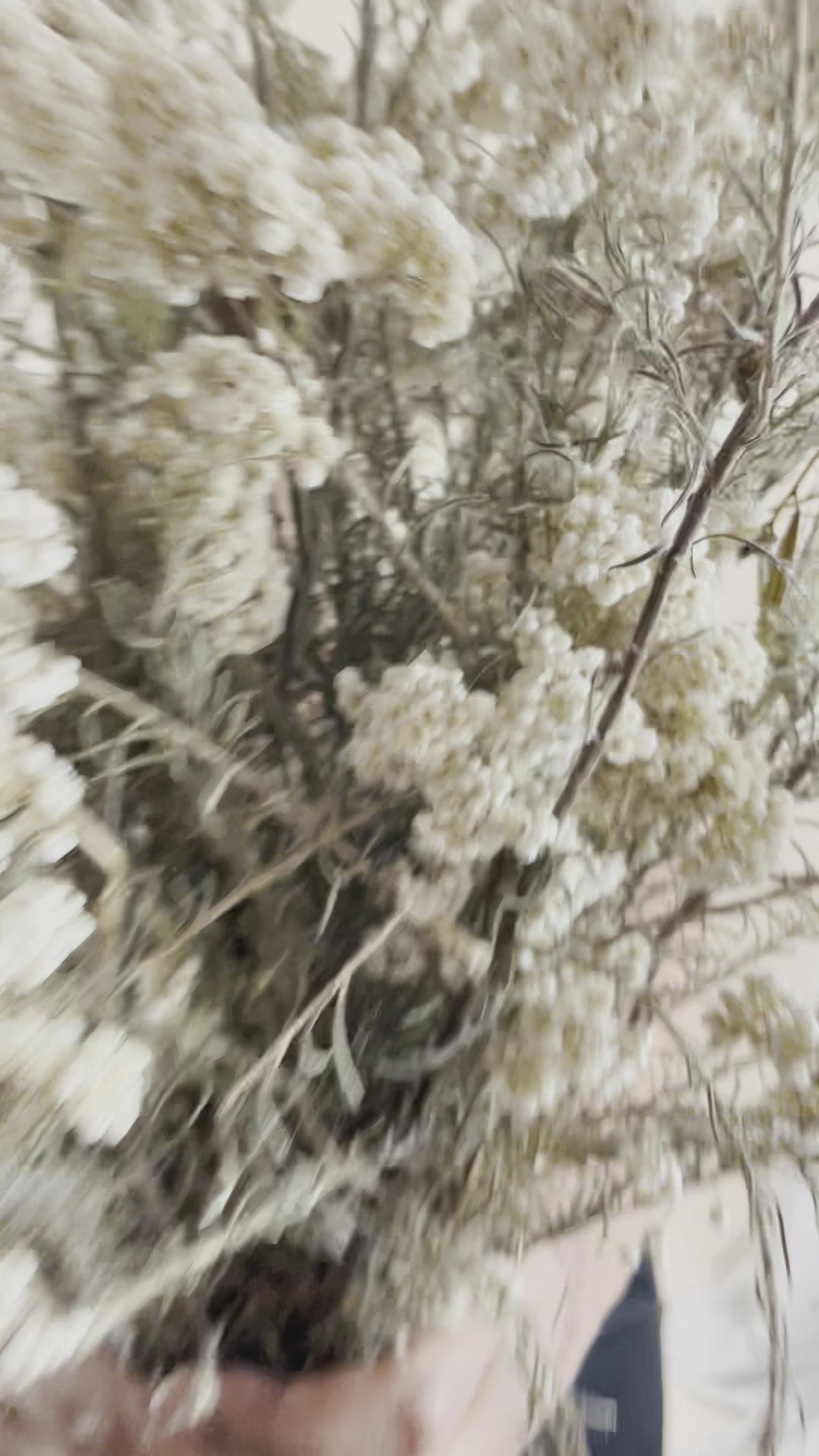 Organic Wide Leg Pants - Black (12)